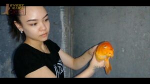 XNZJWP – Pearl Koi Fish Crush