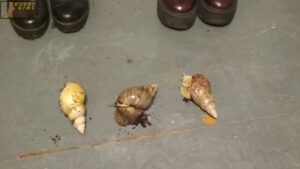 ELAEPE – Double Threat, Triple Snails
