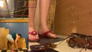 OSDDRM – SquishingMistress Never Done Lobsters Before