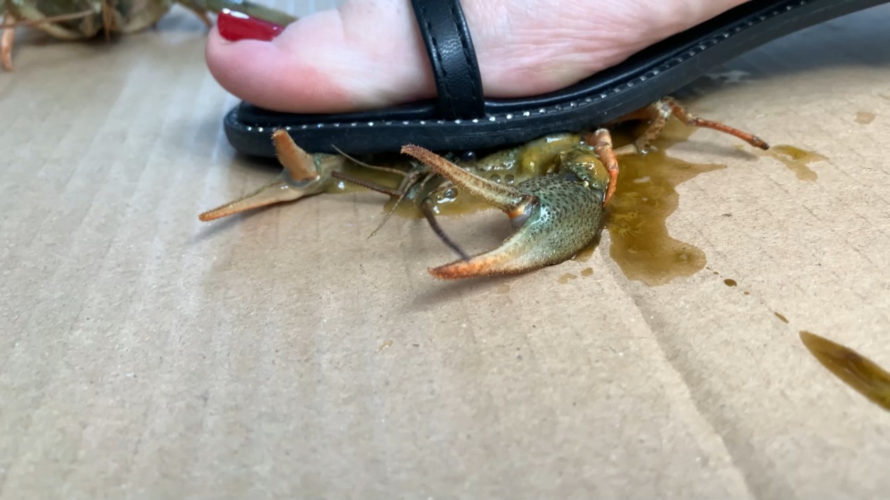 Crush goddess crawdad